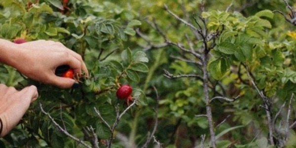 L’agricoltura rigenerativa, la nuova frontiera della sostenibilità