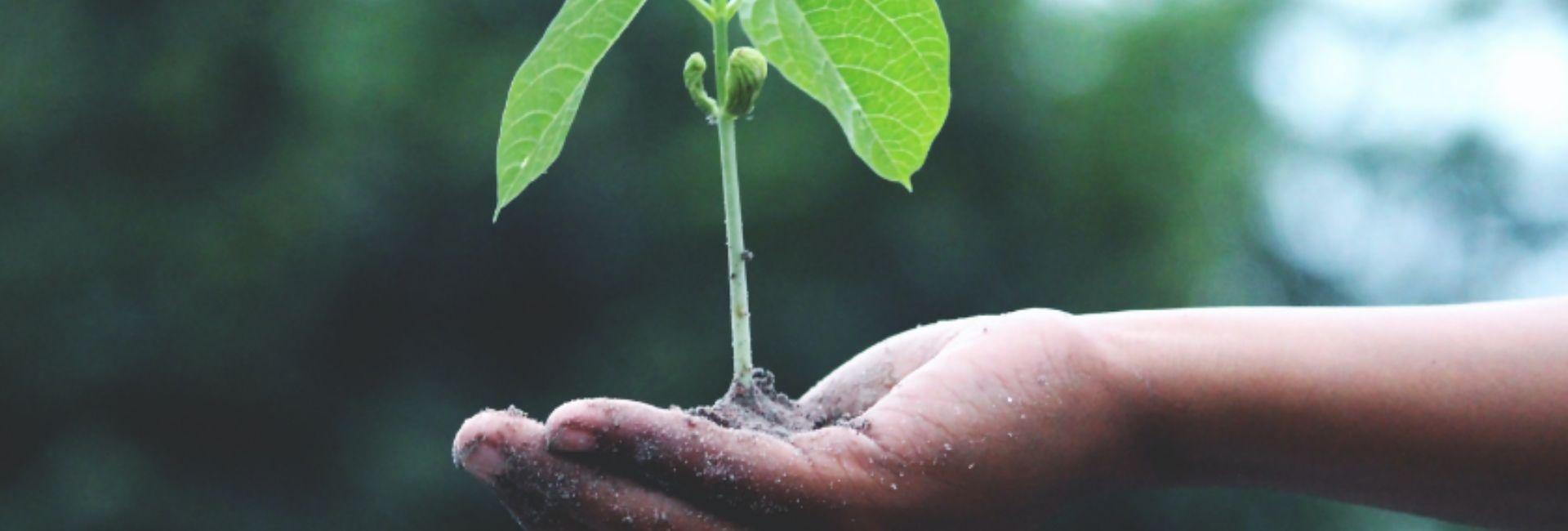 Notre engagement pour la durabilité environnementale