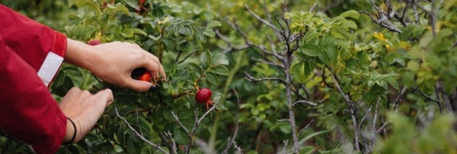 L’agricoltura rigenerativa, la nuova frontiera della sostenibilità